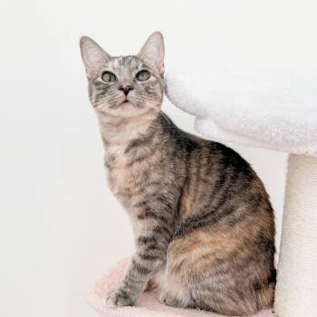 Candy -  Domestic Short Hair Cat for Adoption in New Orleans, Louisiana - Candy | PetCurious