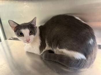 Rescue Domestic Short Hair Cats for Adoption in Baytown, Texas - SHOWGIRL | PetCurious