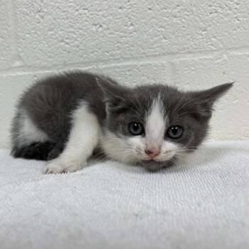Violet -  Domestic Short Hair Cat for Adoption in Harrisonburg, Virginia - Violet | PetCurious