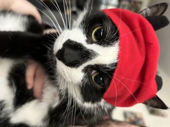 Rescue Domestic Short Hair Cats for Adoption - Beef | PetCurious