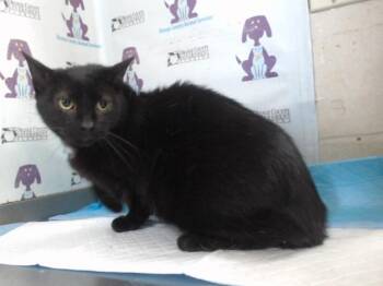MOCHI -  Domestic Short Hair Cat for Adoption in Orlando, Florida - MOCHI | PetCurious