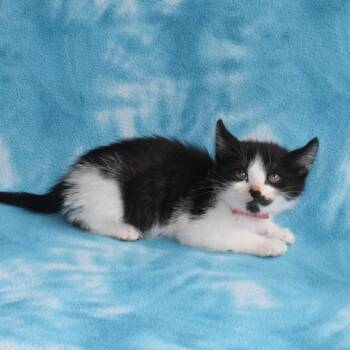 Domestic Short Hair Cats Available for Adoption in Eureka, California - Matcha | PetCurious