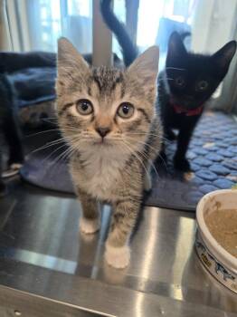 Half Baked -  Domestic Short Hair Cat for Adoption in Wellington, Kansas - Half Baked | PetCurious