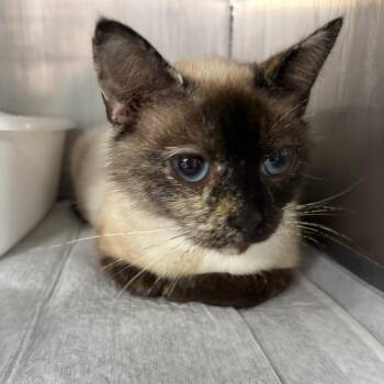 Calypso -  Siamese and Domestic Short Hair Cat for Adoption in Granville, Ohio - Calypso | PetCurious