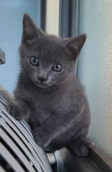 Kd 6 -  Domestic Short Hair Cat for Adoption in Lawrenceville, Georgia - Kd 6 | PetCurious