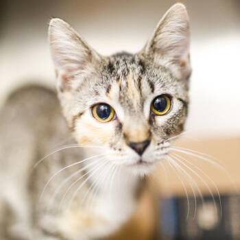 Domestic Short Hair Cats Available for Adoption in Dover, New Hampshire - Enriquetta | PetCurious