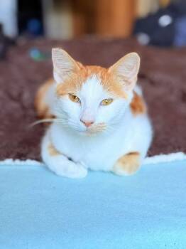 Rescue Domestic Short Hair Cats for Adoption in Santa Cruz, California - Edward | PetCurious