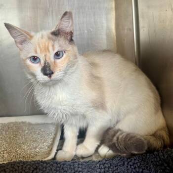 ADELE -  Siamese and Domestic Short Hair Cat for Adoption in Riverside, California - ADELE | PetCurious