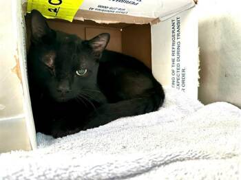 HAROLD -  Domestic Short Hair Cat for Adoption in Boston, Massachusetts - HAROLD | PetCurious