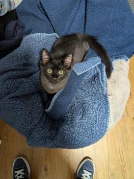 Soy Sauce 2026-241 -  Domestic Medium Hair Cat for Adoption in Winder, Georgia - Soy Sauce 2026-241 | PetCurious