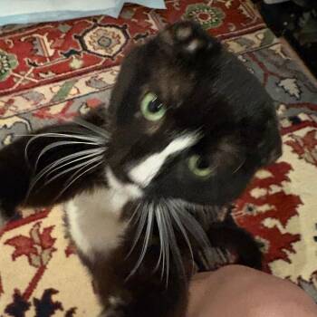 Nubby Dovey -  Domestic Short Hair Cat for Adoption in New York, New York - Nubby Dovey | PetCurious