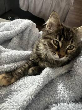 Ocean -  Domestic Long Hair Cat for Adoption in Mishawaka, Indiana - Ocean | PetCurious