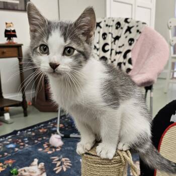 Rocky Raccoon -  Domestic Short Hair Cat for Adoption in Toledo, Ohio - Rocky Raccoon | PetCurious