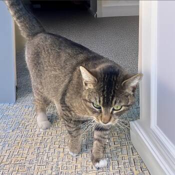 American Shorthair Cats Available for Adoption - Fiona | PetCurious