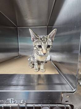 Blizzard ( TAS 14) -  Domestic Short Hair Cat for Adoption in Trenton, New Jersey - Blizzard ( TAS 14) | PetCurious