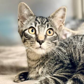 Blitz -  Domestic Short Hair Cat for Adoption in Stafford Township, New Jersey - Blitz | PetCurious