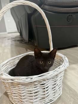Binx -  Domestic Short Hair Cat for Adoption in Wading River, New York - Binx | PetCurious