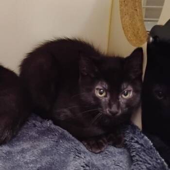 Spanky -  Domestic Short Hair Cat for Adoption in Wilmington, Delaware - Spanky | PetCurious