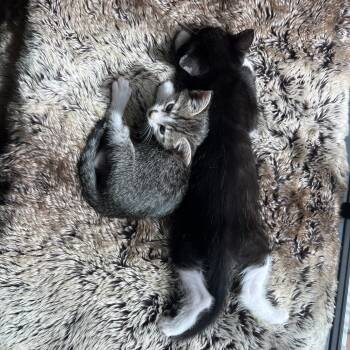 Rescue Domestic Short Hair Cats for Adoption in Jupiter, Florida - Yumi | PetCurious