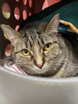 Flora -  Domestic Short Hair Cat for Adoption in Vancouver, Washington - Flora | PetCurious