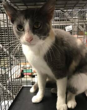 Domestic Short Hair Cats Available for Adoption - A425271 | PetCurious