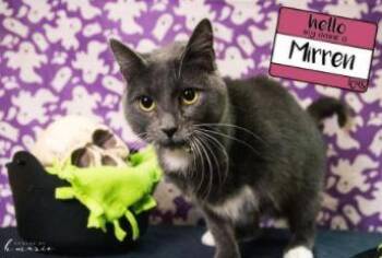 Mirren -  Domestic Short Hair Cat for Adoption in Merriam, Kansas - Mirren | PetCurious