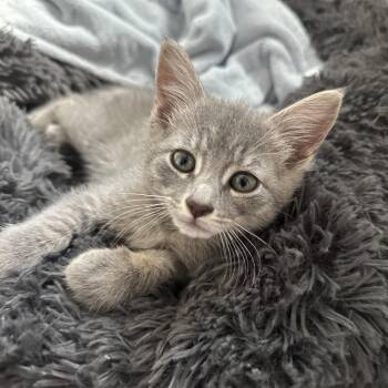Bubbles -  Domestic Short Hair Cat for Adoption in Denver, Colorado - Bubbles | PetCurious