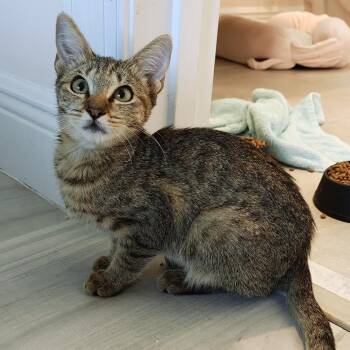 Waffles -  Domestic Short Hair Cat for Adoption in Buffalo, New York - Waffles | PetCurious