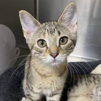 Rescue Domestic Short Hair Cats for Adoption in Collierville, Tennessee - Astrid | PetCurious