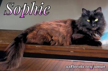 Sophie -  Domestic Long Hair Cat for Adoption in Pensacola, Florida - Sophie | PetCurious