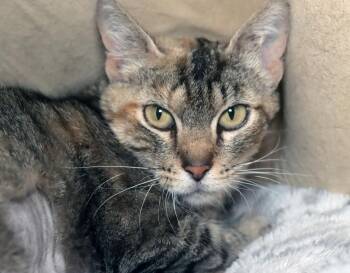 Eileen -  Domestic Short Hair Cat for Adoption in Vancouver, Washington - Eileen | PetCurious