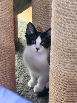 Artemis -  Domestic Short Hair Cat Available for Adoption in Naples, Florida - Artemis | PetCurious