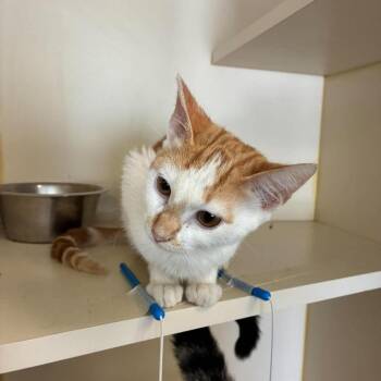 Marmalade -  Domestic Short Hair Cat for Adoption in Madill, Oklahoma - Marmalade | PetCurious