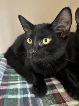 Sunshine - I AM AT PetSmart Northborough -  Domestic Short Hair Cat for Adoption in East Brookfield, Massachusetts - Sunshine - I AM AT PetSmart Northborough | PetCurious