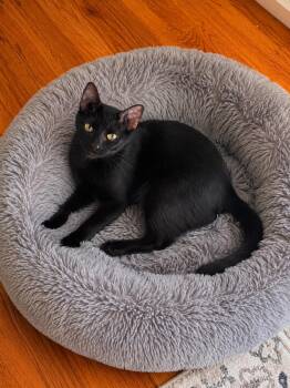 Chanel -  Domestic Short Hair Cat Available for Adoption in Belchertown, Massachusetts - Chanel | PetCurious