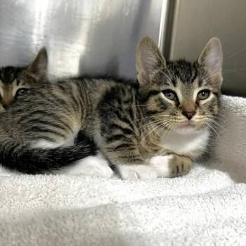 Susan -  Domestic Short Hair Cat for Adoption in Warrensburg, Missouri - Susan | PetCurious