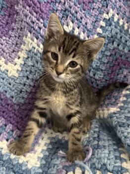 Dragonfly -  Domestic Short Hair and Tabby Cat for Adoption in Greensboro, North Carolina - Dragonfly | PetCurious