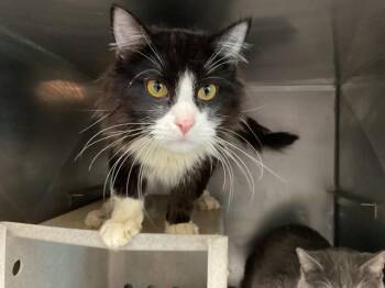 Domestic Long Hair Cats Available for Adoption in San Bernardino, California - O.R | PetCurious