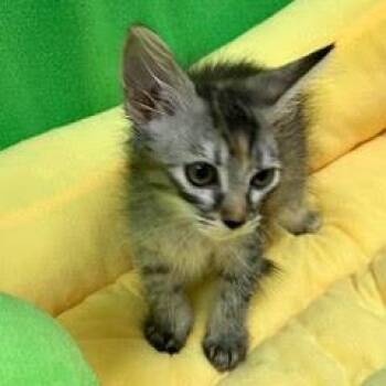 Sinker -  Torbie Cat for Adoption in Green Valley, Arizona - Sinker | PetCurious