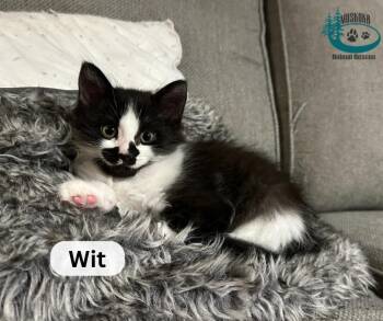 Rescue Domestic Medium Hair Cats for Adoption in Huntsville, Ontario - Wit! | PetCurious
