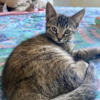 Frannie -  Domestic Short Hair Cat for Adoption in Santa Rosa, California - Frannie | PetCurious
