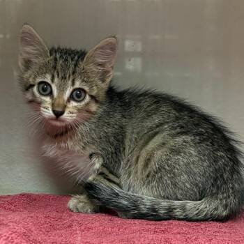 Domestic Short Hair Cats Available for Adoption in Yuma, Arizona - Queen B | PetCurious