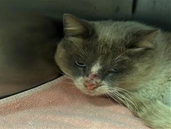 Domestic Short Hair Cats Available for Adoption - DAVIN | PetCurious