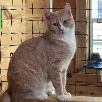 Rescue Domestic Short Hair Cats for Adoption in Knoxville, Georgia - Shiloh | PetCurious