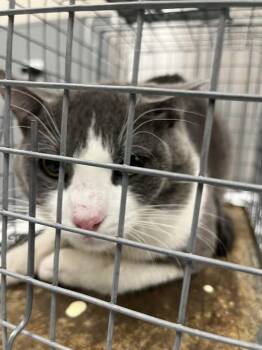 Domestic Short Hair Cats Available for Adoption in Las Vegas, Nevada - JOEY | PetCurious