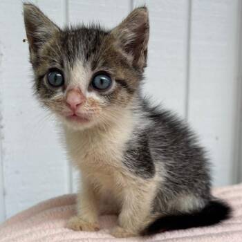Sky -  Domestic Short Hair Cat for Adoption in Volcano, Hawaii - Sky | PetCurious