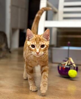 Jace -  Domestic Short Hair Cat for Adoption in Hampton, Virginia - Jace | PetCurious