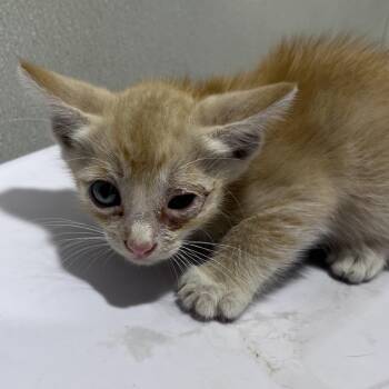Thyme -  Domestic Short Hair Cat for Adoption in Tampa, Florida - Thyme | PetCurious