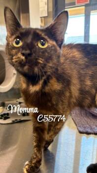 Momma -  Domestic Medium Hair Cat for Adoption in Clarksville, Tennessee - Momma | PetCurious