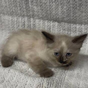Domestic Medium Hair Cats Available for Adoption in Austin, Texas - Marshmallow Boop | PetCurious